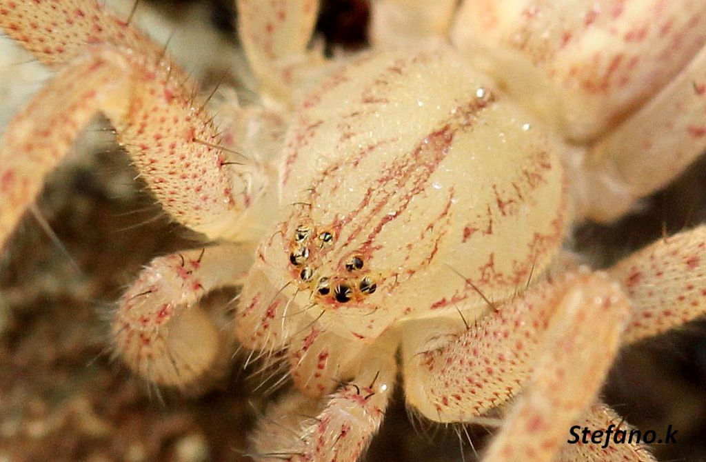 Micrommata virescens - Carso Triestino (zona S. Croce)